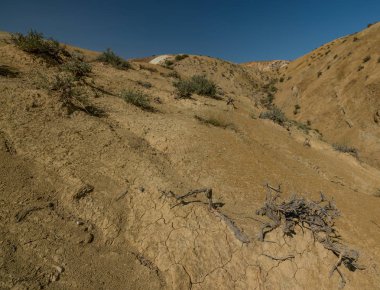 Altay Dağları'nın vahşi doğa