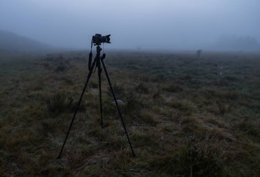 Altay bölgesi doğası
