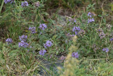 Altay bölgesi doğası