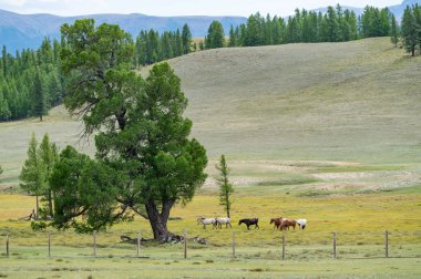 Altay bölgesi doğası