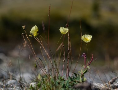 Altay bölgesi doğası