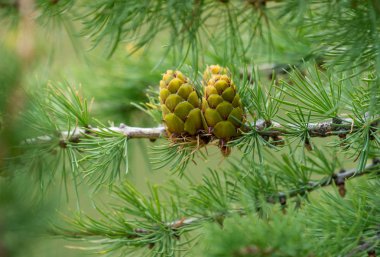 Altay bölgesi doğası