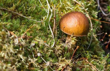 Altay bölgesi doğası