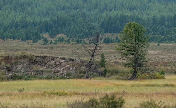 Altay Dağları doğası