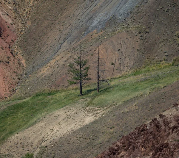 stock image Wild nature of Altai mountains