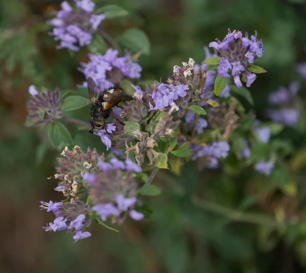 Altay bölgesi doğası