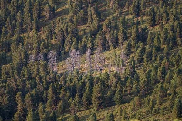 The nature of the Altai territory