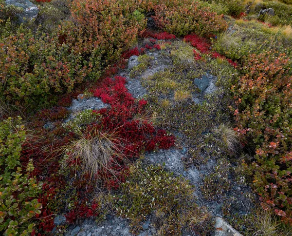 The nature of the Altai territory