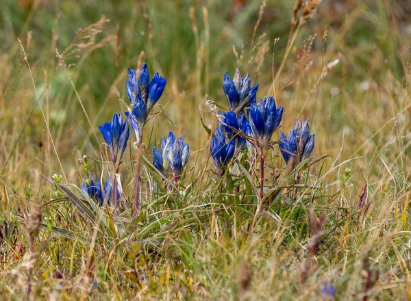 The nature of the Altai territory