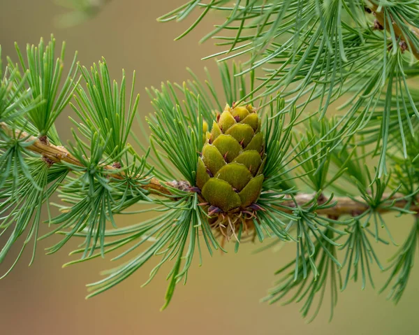 The nature of the Altai territory