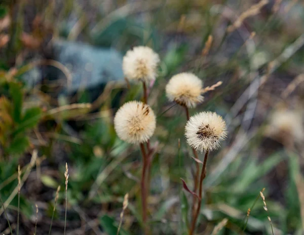 Naturaleza Del Territorio Altai — Foto de Stock