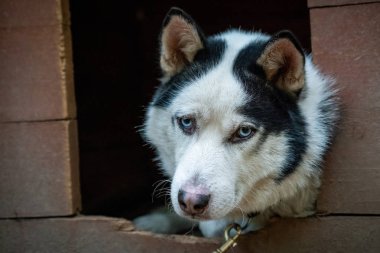 parkta husky köpek doğurmak