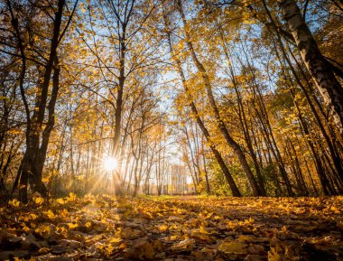 Güzel bir sonbahar park dallarında aracılığıyla güneş parlıyor