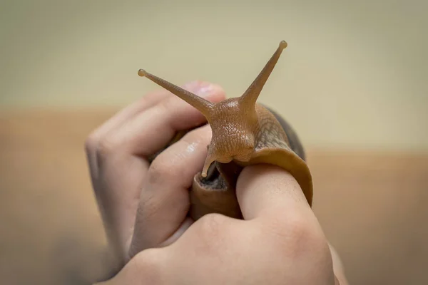 A snail crawls (is) on the human hand