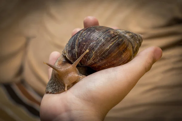 A snail crawls (is) on the human hand