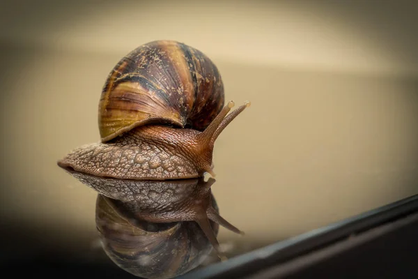 Snail Smooth Dark Mirror Surface — Stock Photo, Image