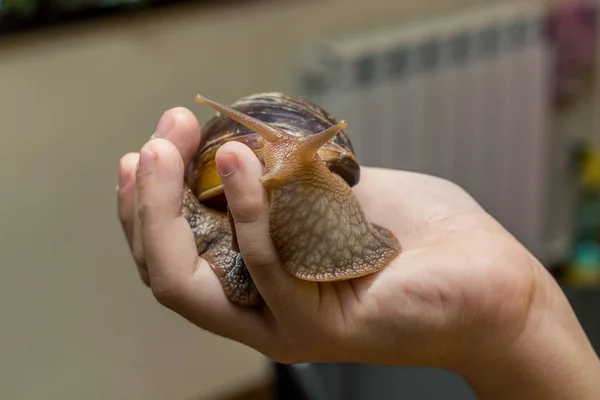 A snail crawls (is) on the human hand