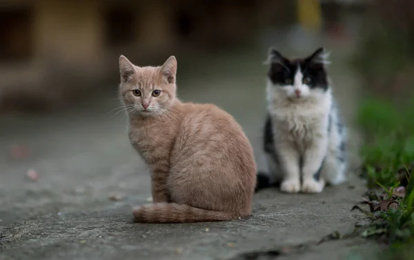 Schöne Braune Flauschige Kätzchen — Stockfoto