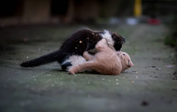 Играют Кошки Котята — стоковое фото