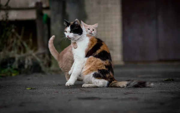 Katze Und Kätzchen Werden Gespielt — Stockfoto
