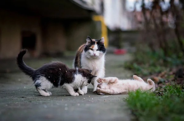 Kat Kittens Worden Gespeeld — Stockfoto
