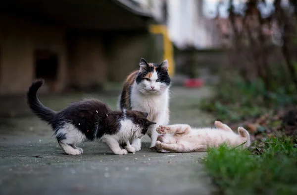 Katze Und Kätzchen Werden Gespielt — Stockfoto