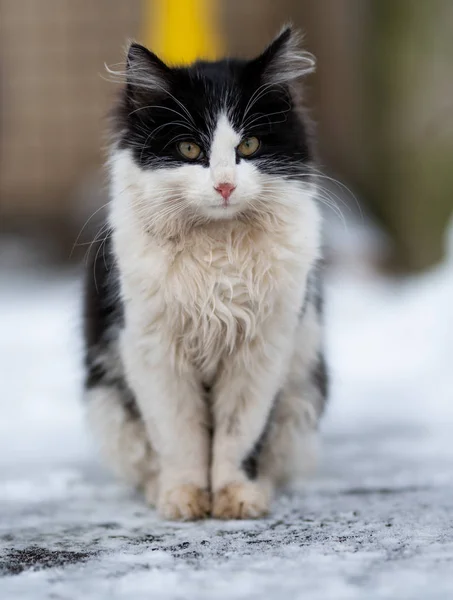 Kucing Hitam Putih Jalan Salju Musim Dingin — Stok Foto