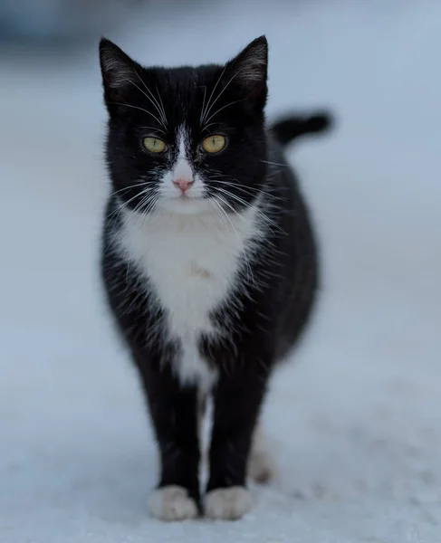 Weiße Schwarze Katze Auf Der Straße Winterschnee — Stockfoto