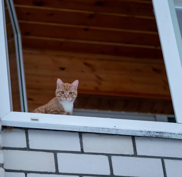 Rote Katze Guckt Vom Balkon Auf Die Straße — Stockfoto