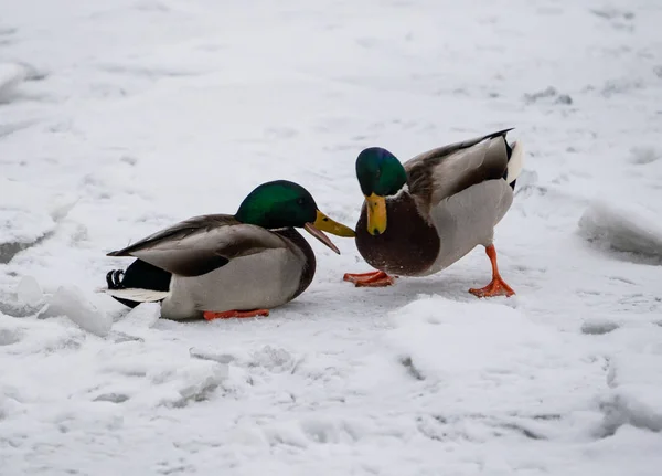 İki ördek oynarken ya da karlı buzda dövüş