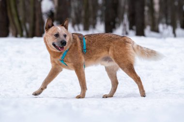 kar üzerinde kırmızı köpek