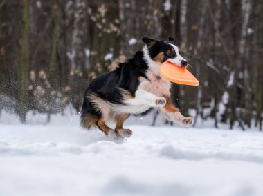 Köpek kenar kömür ocağı karda turuncu disk yakalar
