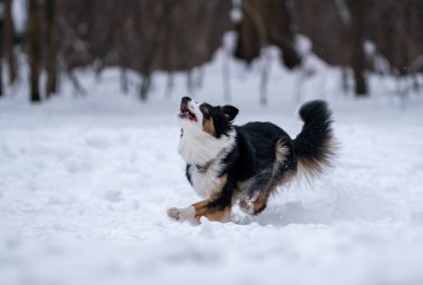 Köpek kenar kömür ocağı karda mor disk yakalar