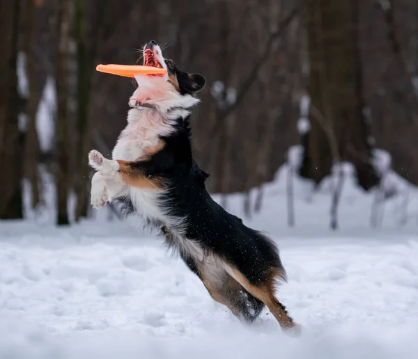 Köpek kenar kömür ocağı karda turuncu disk yakalar