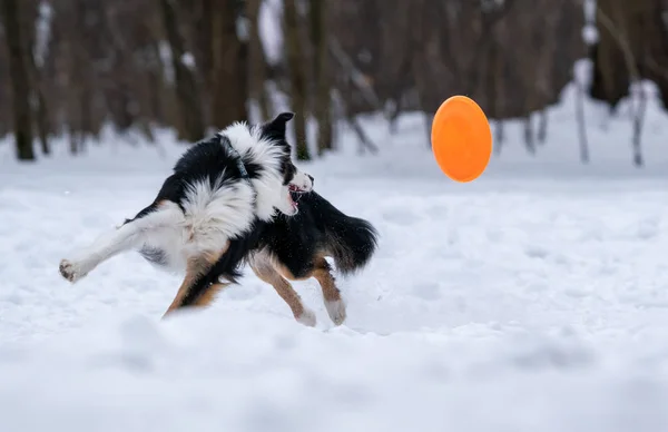 Collie Confine Cane Cattura Disco Arancione Nella Neve — Foto Stock