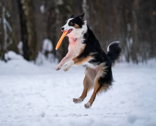 Collie Confine Cane Cattura Disco Arancione Nella Neve — Foto Stock