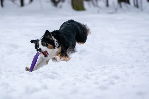 犬のボーダーコリーが雪の中で紫色のディスクをキャッチします — ストック写真