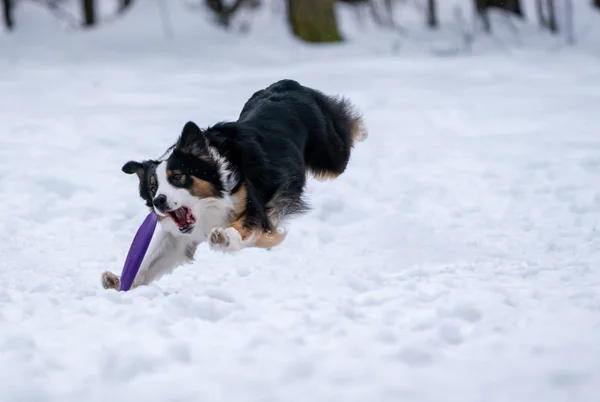 Collie Confine Cane Cattura Disco Viola Nella Neve — Foto Stock