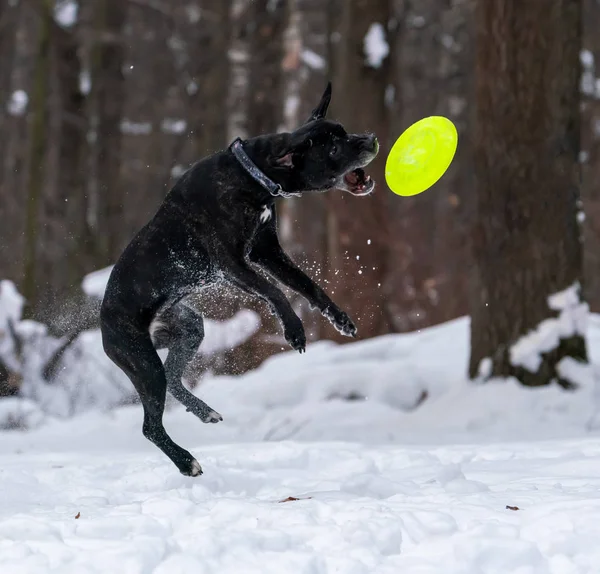 犬のメティス カネコルソが雪の中で明るい黄色のディスクをキャッチします — ストック写真