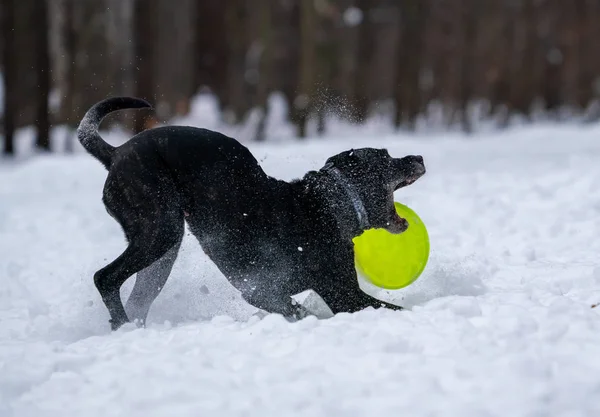 犬のメティス カネコルソが雪の中で明るい黄色のディスクをキャッチします — ストック写真