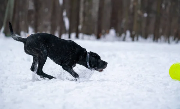 Собака Metis Cane Corso Ловит Ярко Желтый Диск Снегу — стоковое фото