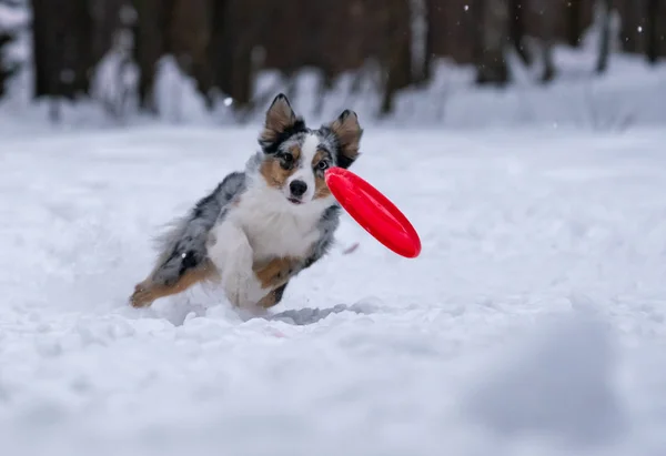 Cane Pastore Australiano Cattura Disco Giallo Nella Neve — Foto Stock