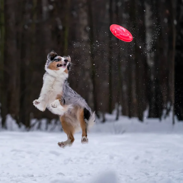 Dog Australian Shepherd Atrapa Disco Amarillo Nieve —  Fotos de Stock