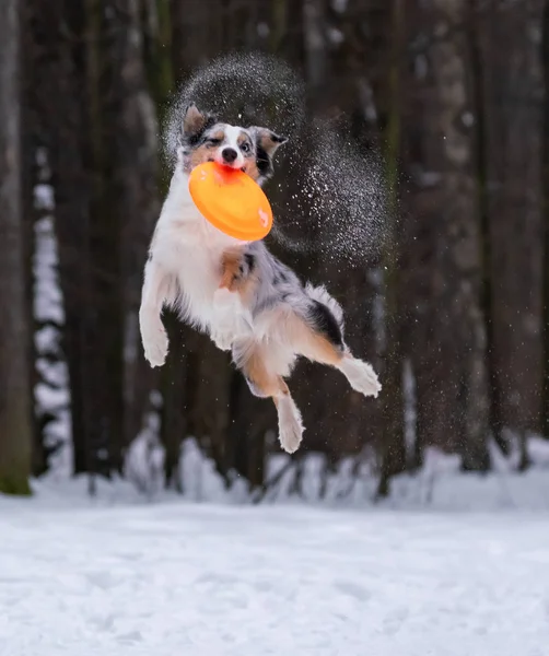 Perro Pastor Australiano Captura Disco Naranja Nieve —  Fotos de Stock