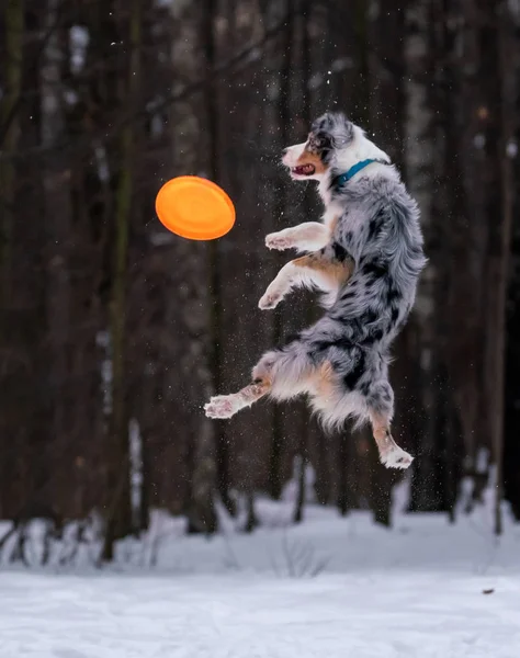 Köpek Avustralya çoban köpeği karda turuncu disk yakalar