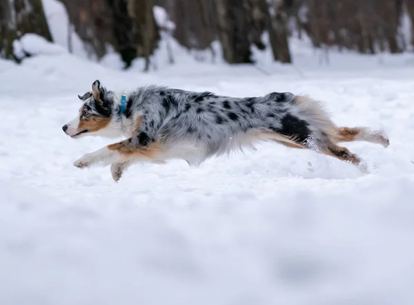 Dog Australian Shepherd Snow — Stock Photo, Image