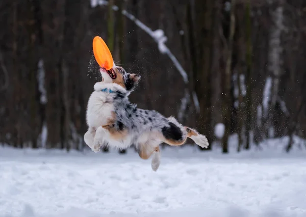 犬オーストラリアン シェパードは 雪の中でオレンジ色のディスクをキャッチします — ストック写真