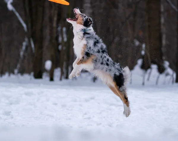 Dog Australian Shepherd catches orange disc in the snow