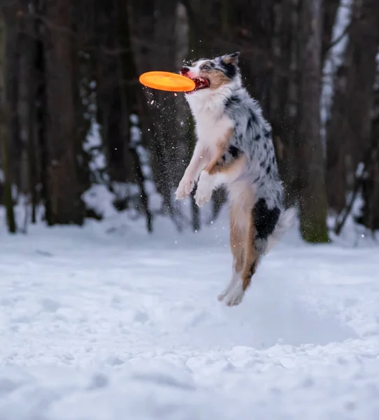 Dog Australian Shepherd Catches Orange Disc Snow — Stock Photo, Image