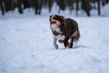 köpek doğurmak Avustralyalı çoban a yuvarlak yüzey içinde belgili tanımlık kar yakalar